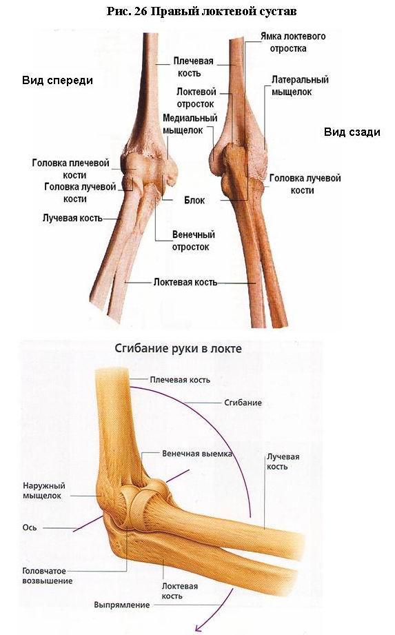 Локтевой мыщелок. Локтевой сустав строение анатомия костей. Локтевой сустав костная анатомия строение. Локтевая и лучевая кость анатомия правая рука. Мыщелки локтевого сустава.