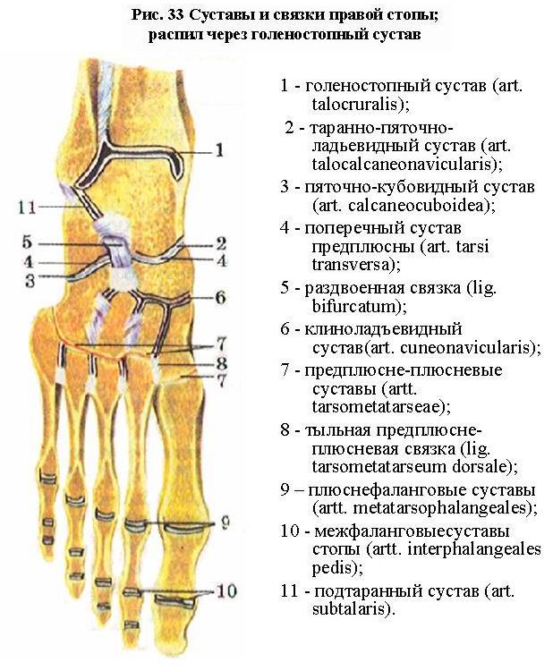 Соединение кости нижней конечности. Соединение костей стопы анатомия. Соединение костей нижней конечности суставы. Соединения костей голени и стопы анатомия. Соединения костей стопы таблица.