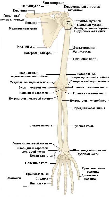 Лечение переломов лучевой кости