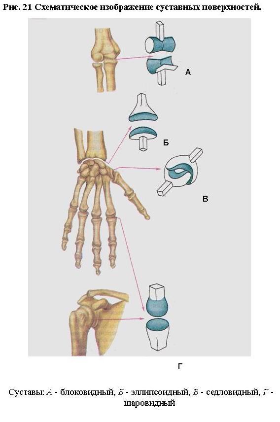 Блоковидный сустав. Механизм для движения суставов кукол. Изменение формы сустава