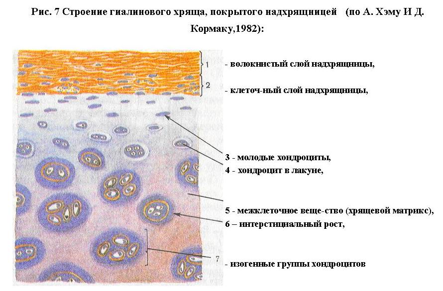 Гиалиновая хрящевая ткань содержит сосуды Гиалиновая хрящевая ткань содержит сосуды