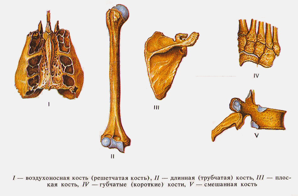 Трубчатые и губчатые кости. Трубчатые кости классификация.