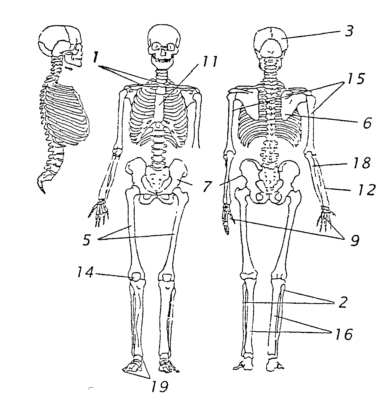 Задания по скелету. Скелет головы туловища и конечностей. Скелет на уровне бедер. Сокращение скелета. Рисунок скелета как делится.