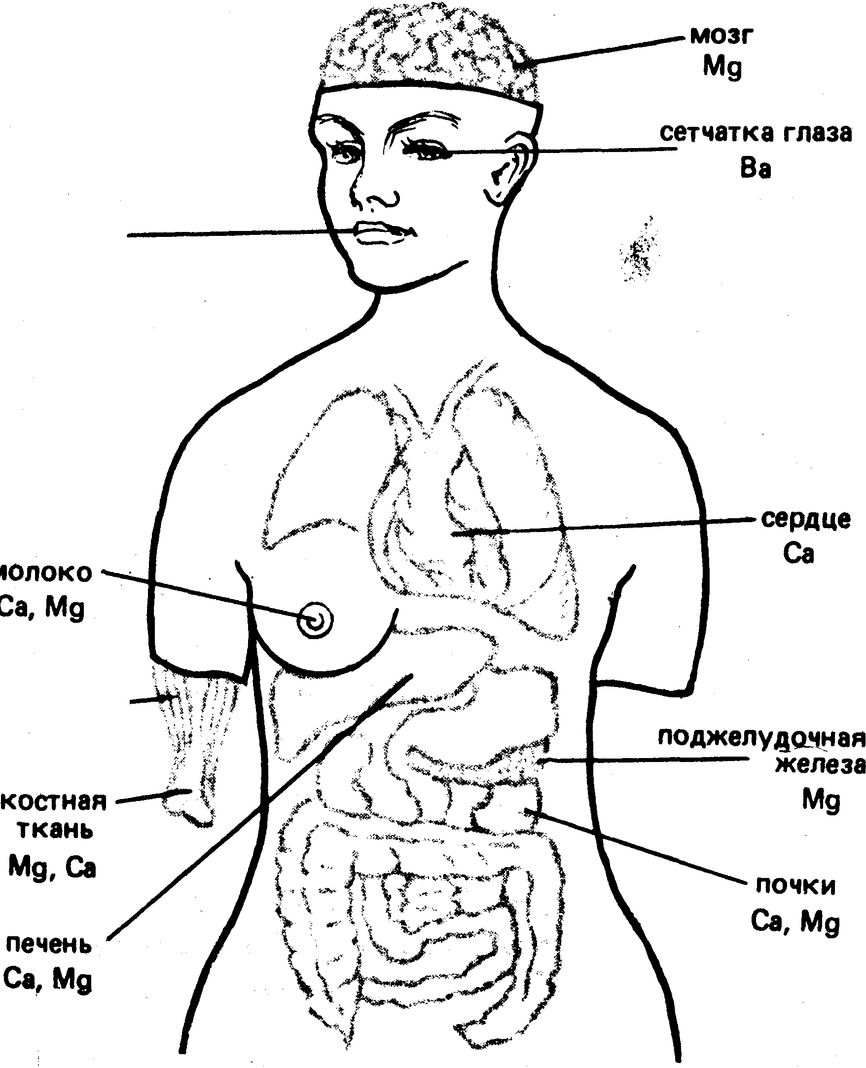 Элементы в теле человека