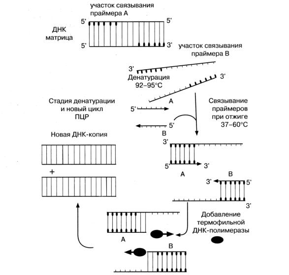 Полимеразная цепная реакция результат. Схема полимеразной цепной реакции микробиология. Схема ДНК-полимеразной реакции. . Полимеразная цепная реакция (ПЦР). Этапы. Этапы ПЦР схема.
