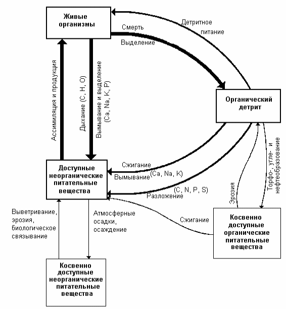 Кальций в биосфере. Круговорот калия в природе схема. Схема круговорота калий. Биогеохимический цикл магния схема. Схема цикла кальция в биосфере.