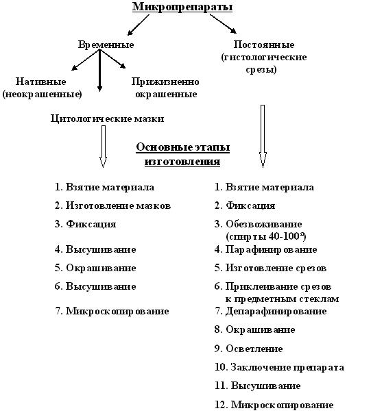 Раздел №1. Цитология тема 1. Микропрепараты. Красители
