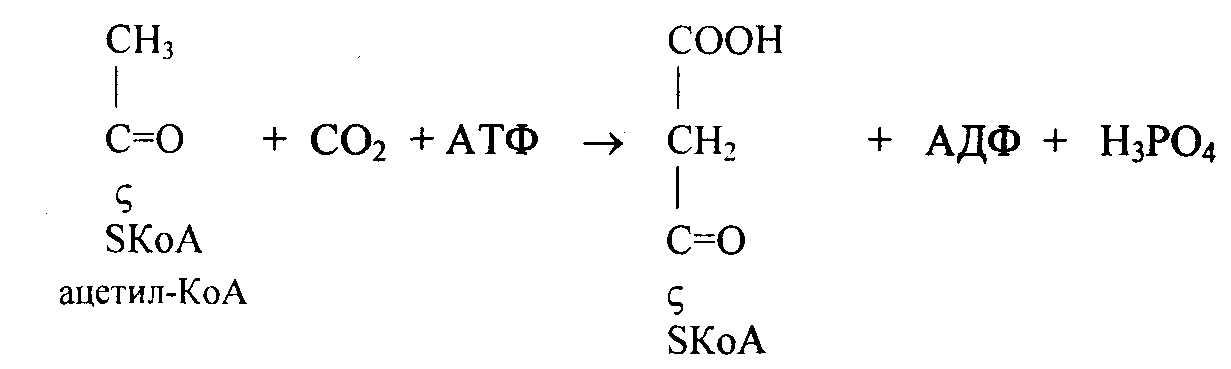 Образование ацетил кофермента а образование атф. Ацетил КОА структурная формула. АЦЕТИЛКОА формула структурная. Химическая структура ацетил КОА. Олеил КОА структурная формула.