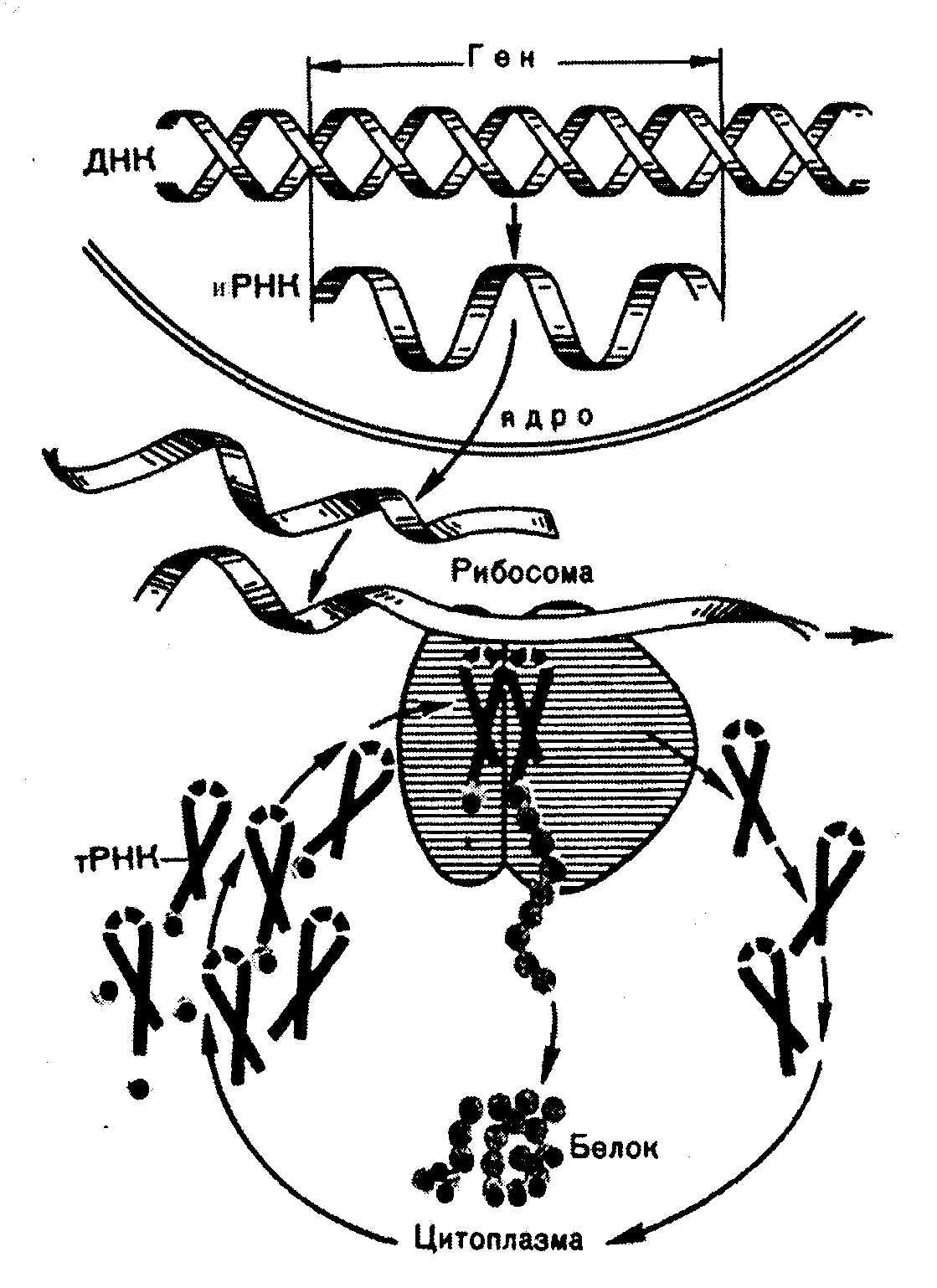 Синтез белка механизмы. Схема синтеза белка в рибосоме. Биосинтез белка схема. Схема биосинтеза белка схема. Синтез белка схема.