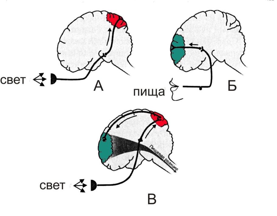 Рефлексы головного мозга является. Механизм образования условных рефлексов Павлов. Выработка условного рефлекса по Павлову схема. Механизм образования условного рефлекса схема. Отдел образования условных рефлексов в головном мозге.