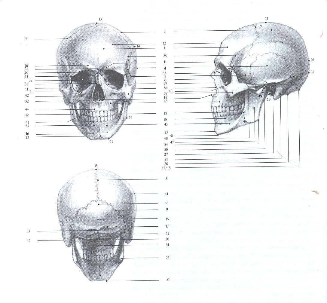 Череп задняя часть. Череп сбоку пластическая анатомия. Череп сбоку схема. Череп человека Готфрид Баммес. Кости черепа Баммес.