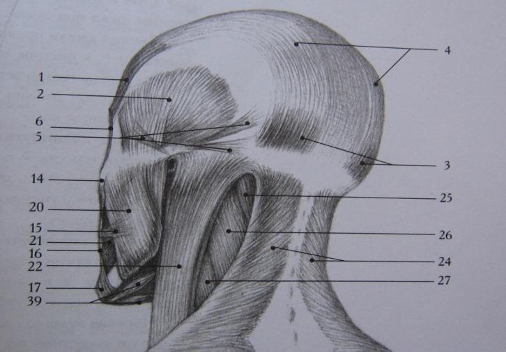 Части затылка. Кости черепа пластическая анатомия. Строение черепа мышцы головы.