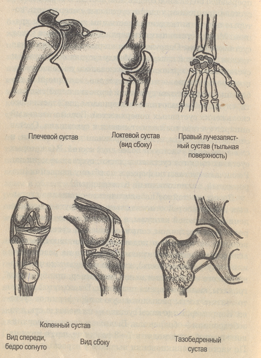 Какие есть суставы. Блоковидный и шаровидный суставы. Типы суставов по форме суставных поверхностей. Шаровидный сустав анатомия. Типы суставов по числу суставных поверхностей.