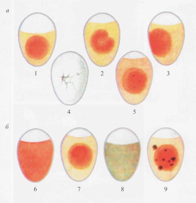 Стадии яйца. Овоскопирование куриных яиц брак. Овоскопирование Тумак. Инкубация патология овоскопирование. Овоскопирование неоплод.