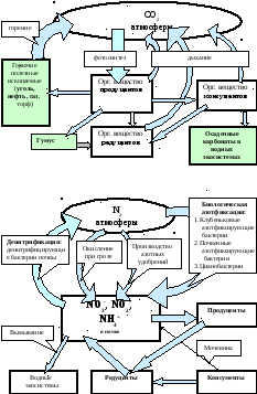 Биогенный круговорот в биосфере