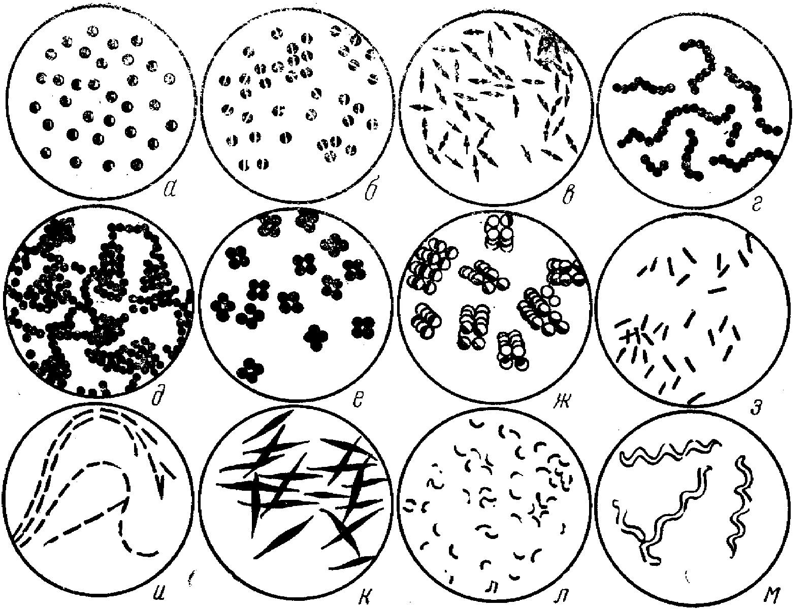 Бактерии округлой формы. Шаровидные палочковидные и извитые формы бактерий. Форма бактерий кокки палочки извитые. Бациллы кокки стрептококки стафилококки. Шаровидные формы бактерий микрококки.