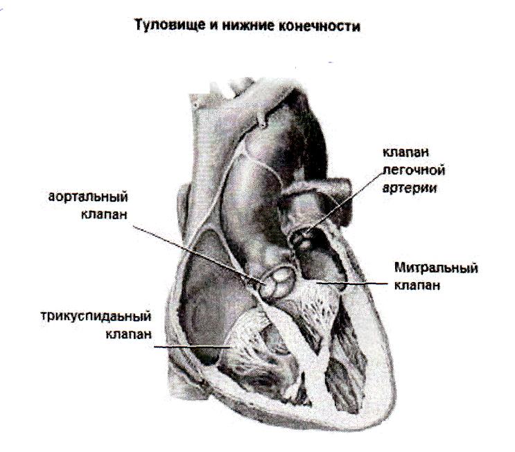 Трикуспидальный клапан. Трикуспидальный клапан Анат. Трехстворчатый клапан латынь. Хирургическая анатомия органов средостения. Трикуспидальный клапан собаки.