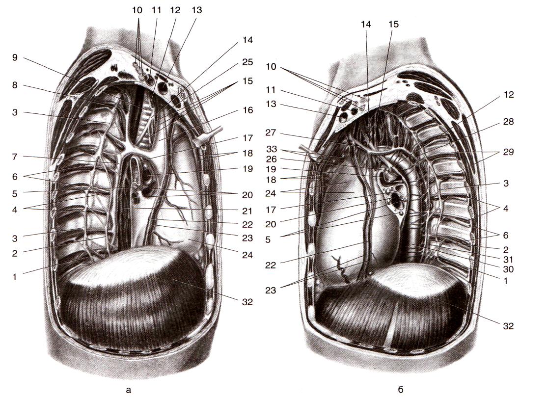 Органы средостения. Органы средостения грудной клетки. Средостения грудной клетки анатомия. Средостение анатомия человека. Органы средостения топографическая анатомия.
