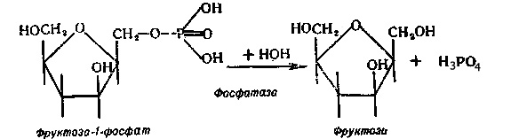 Фосфатаза реакции. Кислая фосфатаза реакция биохимия. Реакция кислой фосфатазы. Катализируемая реакция кислой фосфатазы. Кислая фосфатаза схема реакции.
