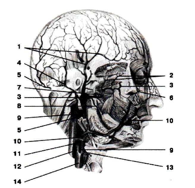 Отдел затылок. Вены головы топографическая анатомия. Сосуды лицевого отдела головы. Поверхностная височная артерия. Височно лицевая артерия.