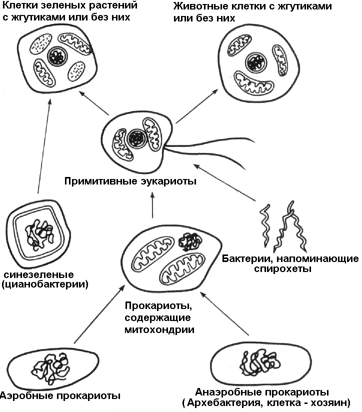 Эволюция клетки картинки