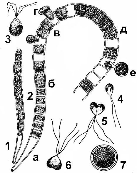 Размножение водорослей улотрикс. Жизненный цикл водорослей улотрикс. Улотрикс цикл размножения. Жизненный цикл улотрикса схема. Схема размножения улотрикса.