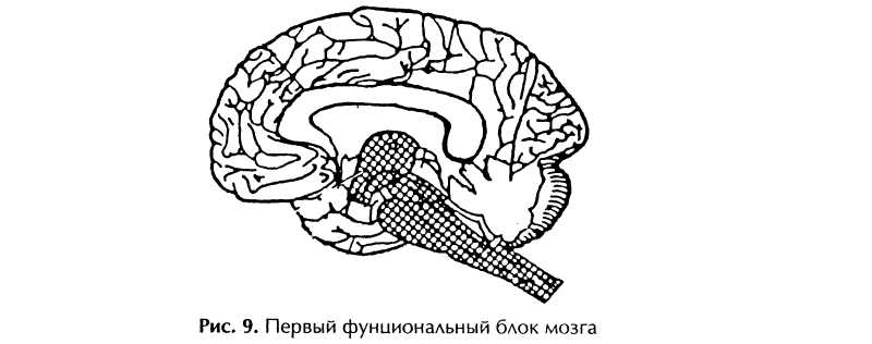 Уровень организации мозга. Второй блок мозга по Лурия. Блоки мозга по Лурия. Лурия с могзами. Блоки по Лурия красивые картинки.