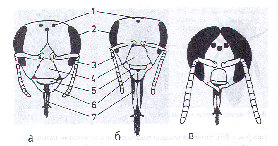 Какая голова пчел