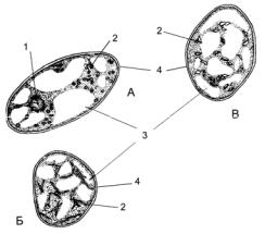 Клетка мякоти рябины. Хромопласты в клетках мякоти плодов рябины обыкновенной. Хромопласты плодов томата. Клетки плодов рябины под микроскопом. Хромопласты в клетках плодов.