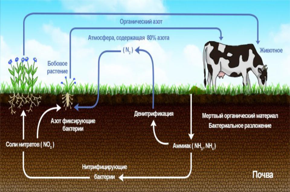 Какие организмы усваивают азот из атмосферы. Азот в почве. Химические процессы в почве. Основные источники азота. Круговорот азота в почве схема.