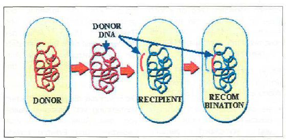 Донор днк. Теория Эндерляйна. Механизм рекомбинации у бактерий рисунок. Размножение бактерий схема. Донор и реципиент иллюстрация.