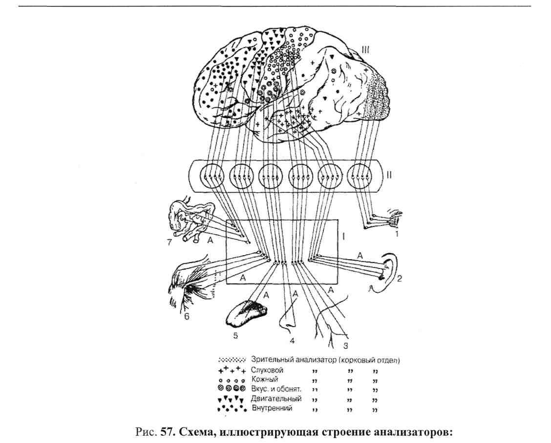 Схема анализатора. Схема двигательного анализатора. Схема строения анализатора. Структура анализатора схема. Схема двигательного анализатора человека.