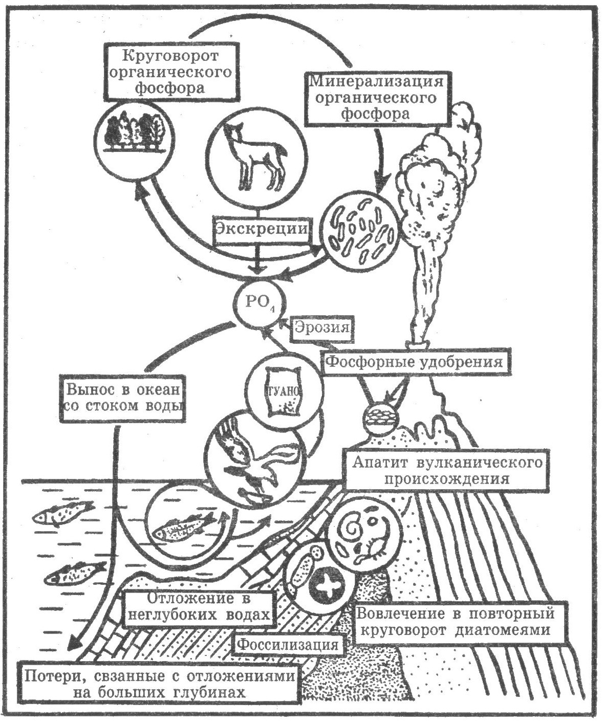 Круговорот фосфора в биосфере рисунок - 92 фото