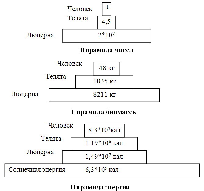 Постройте пирамиду чисел пищевой цепи