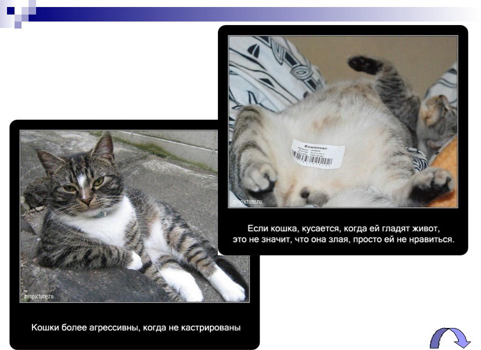 Почему кусается кот