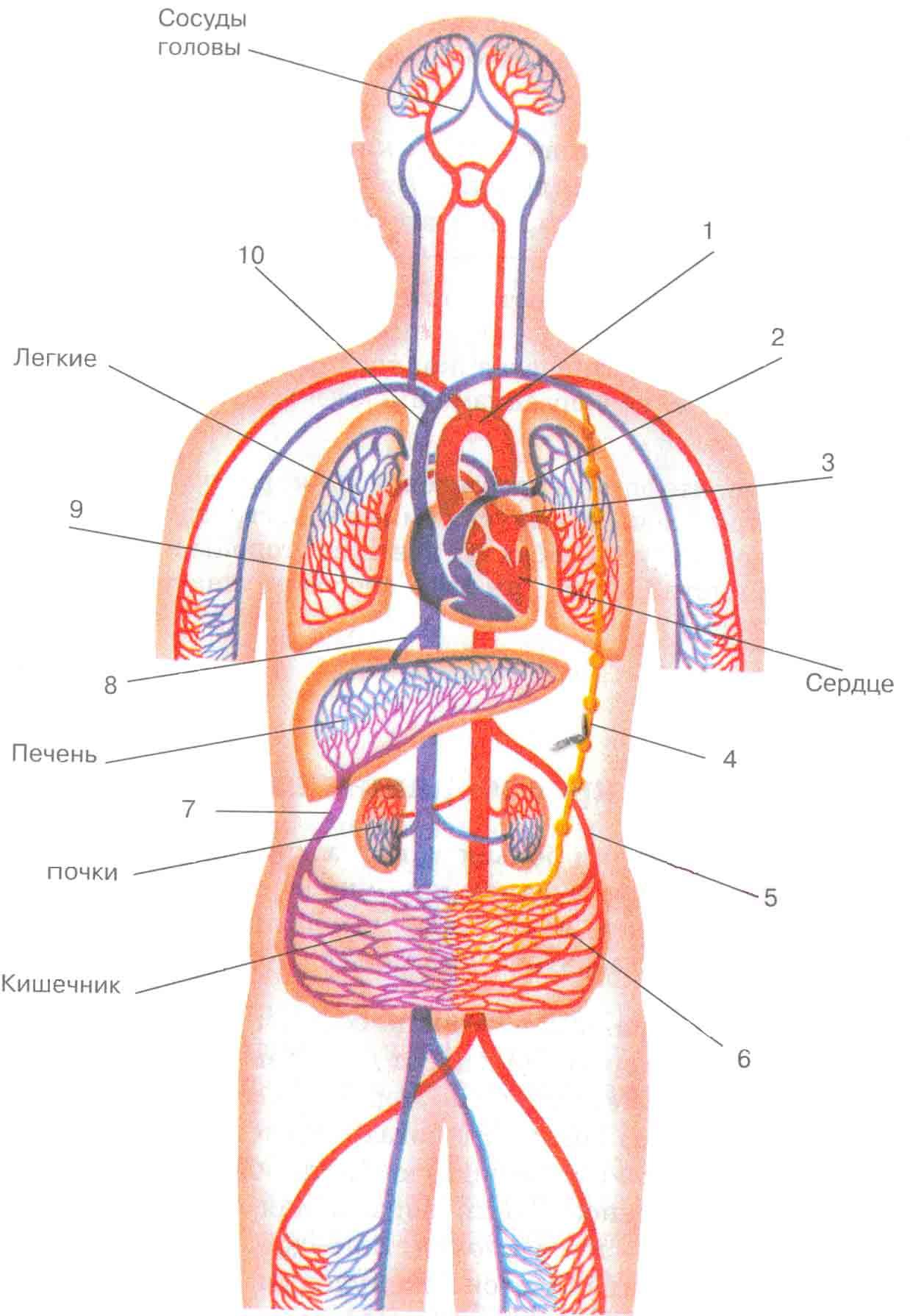 У кого два кровообращения. Схема малого круга кровообращения 8 класс биология. Схема кровообращения человека рис 63. Малый и большой круг кровообращения человека схема анатомия. Схема малый круг кровообращения человека 8 класс биология.