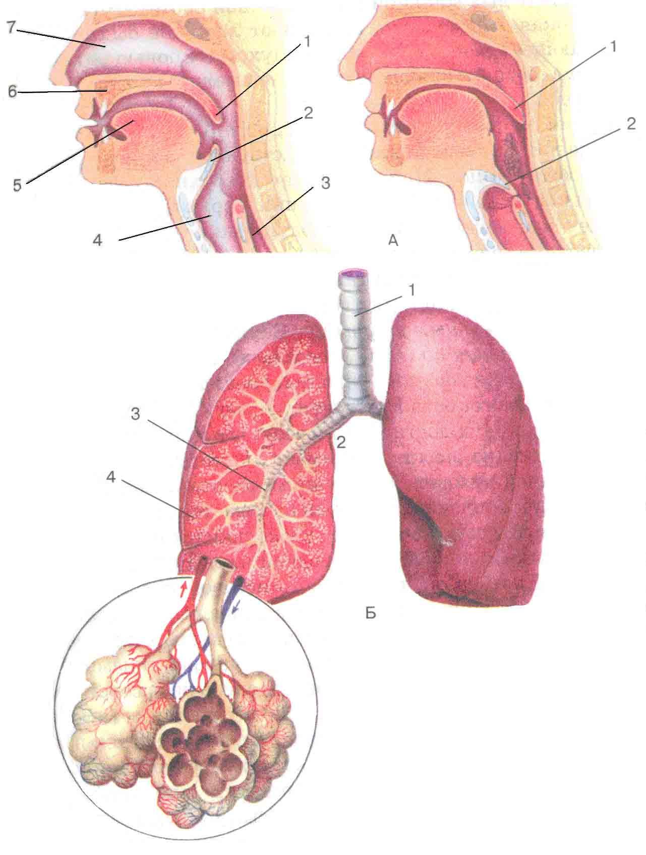 Слизистая оболочка дыхательных путей представлена. Легочная система человека анатомия. Строение нижних дыхательных путей. Строение верхних и нижних дыхательных путей человека. Дыхательная система дыхательные пути и легкие.