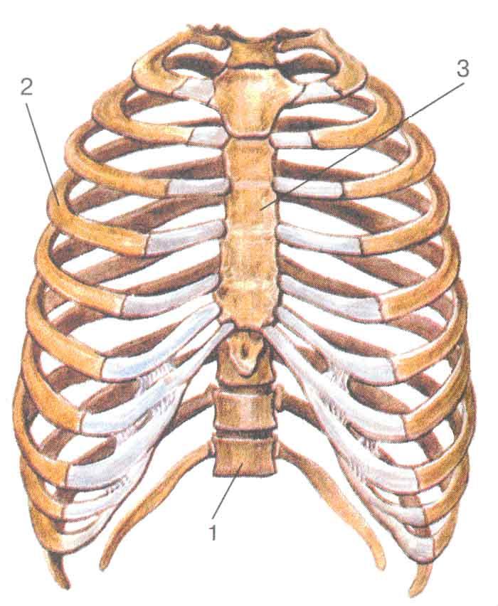 Какое строение грудной клетки. Скелет грудной клетки Грудина. Скелет грудной клетки ребра. Анатомия грудной клетки: Грудина. Грудная клетка реберная дуга скелет.