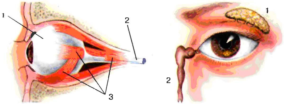 Слезная железа нерв. Положение глазного яблока в глазнице рис 133. Слезный аппарат рис 134. Слезный аппарат глаза анатомия Синельщиков. Расположение глазного яблока в глазнице черепа.