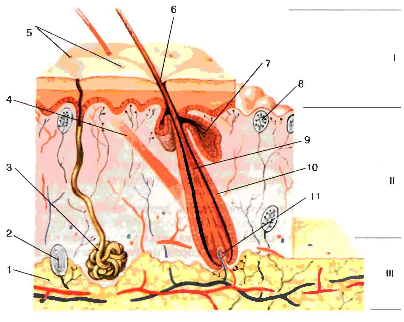 1 кожный. Эпидермис дерма подкожная клетчатка. Слой 1) эпидермис 2) дерма 3) гиподерма. Строение кожи рис 107. Строение кожи человека рисунок 107.