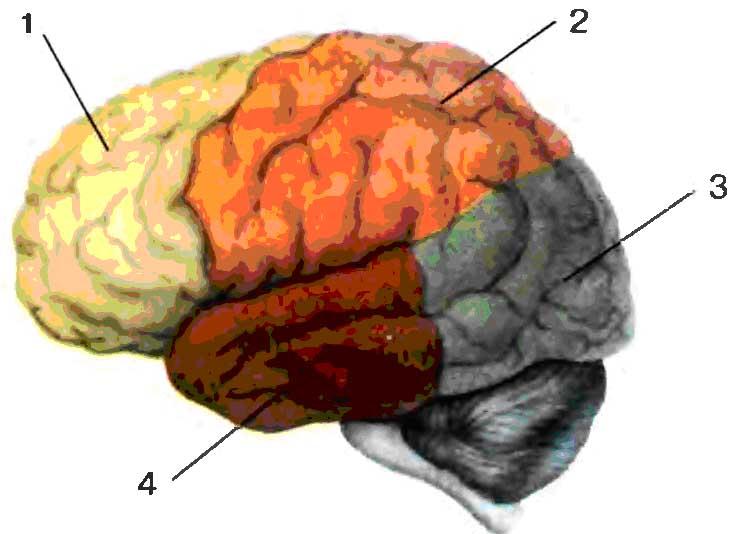 Основные доли мозга. Доли больших полушарий 1. лобная 2. теменная 3. височная 4. затылочная. В коре головного мозга 4 части теменная. Головной мозг без подписей. Строение головного мозга человека доли.
