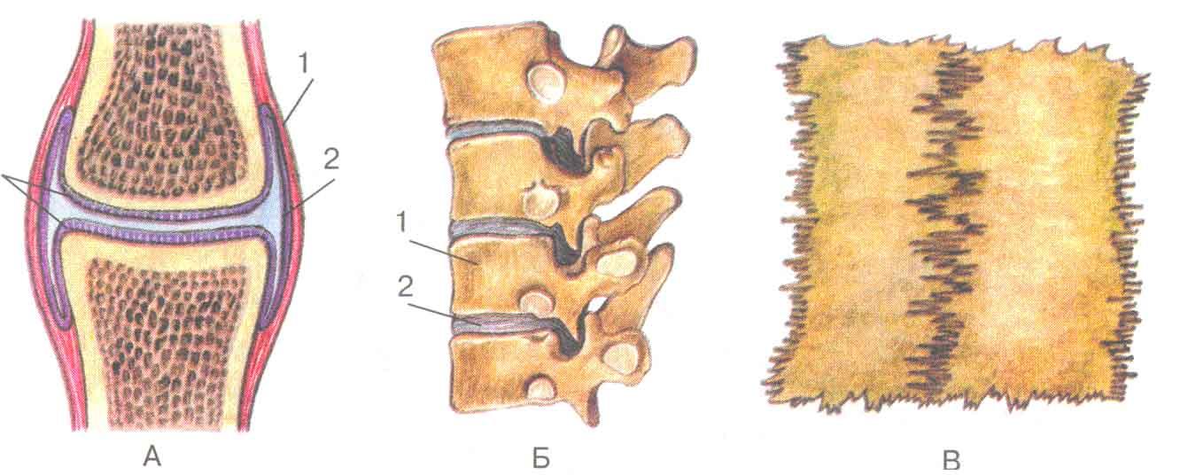 Сустав 2 соединение костей. Соединение костей рисунок. Соединение костей связками. Типы соединения костей полуподвижные. Соединение костей без подписей.
