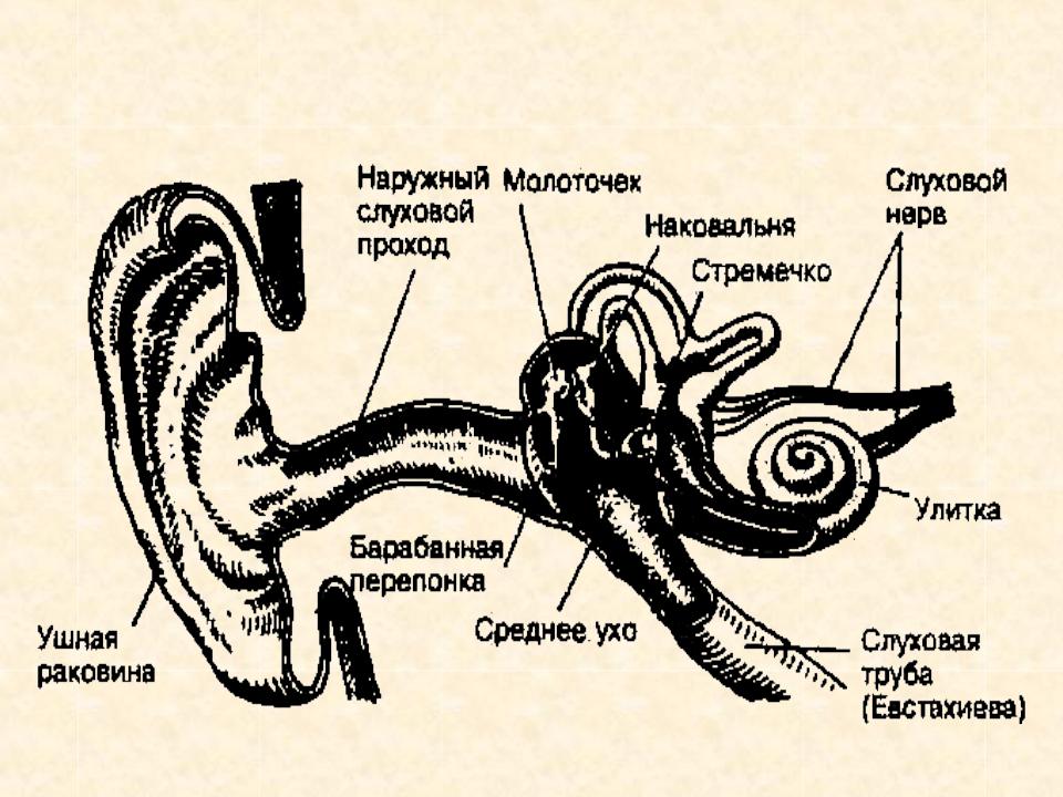 Схема уха с подписями