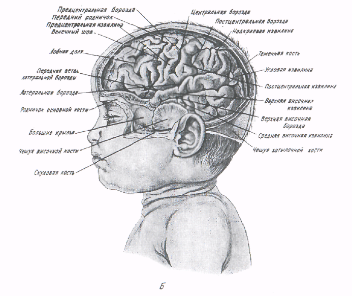 Центральная нервная система новорожденного. Строение головного мозга новорожденного. Строение головного мозга у новорожденных. Нервная система новорожденного.