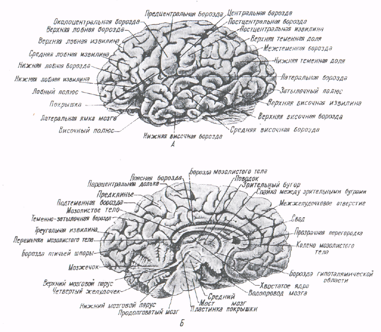 Воспаление головного мозга латынь. Борозды и извилины головного мозга анатомия. Головной мозг анатомия латынь. Борозда мозолистого тела мозга. Медиальная поверхность головного мозга схема.