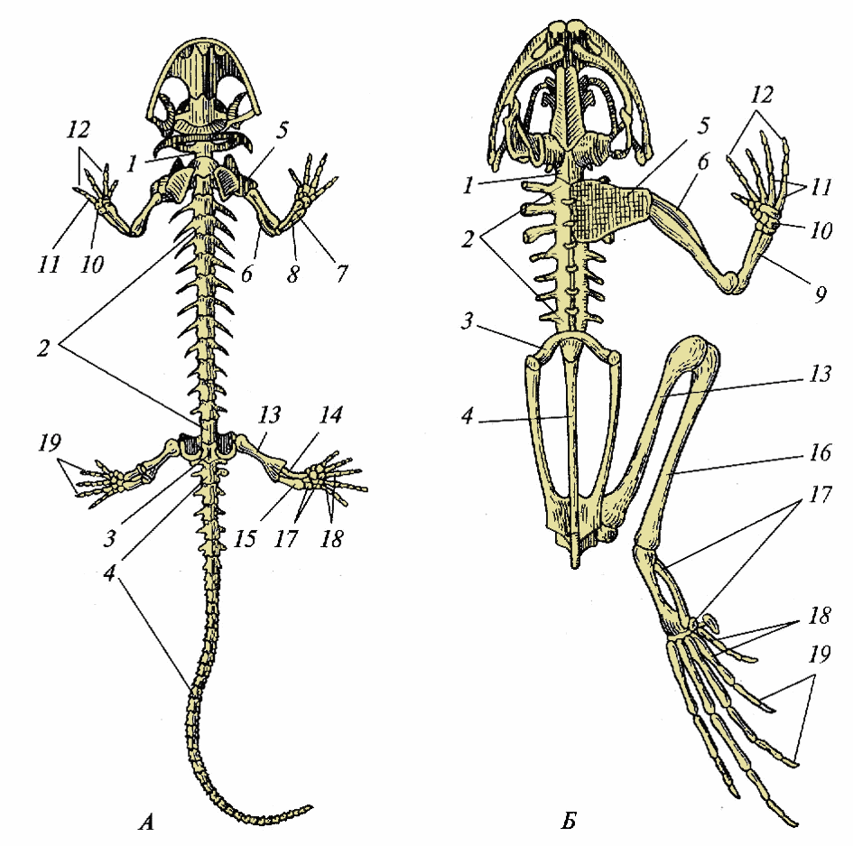 Задние конечности ящерицы. Строение земноводных скелет лягушки. Строение Саламандры скелет. Строение скелета Тритона. Скелет аксолотля строение.
