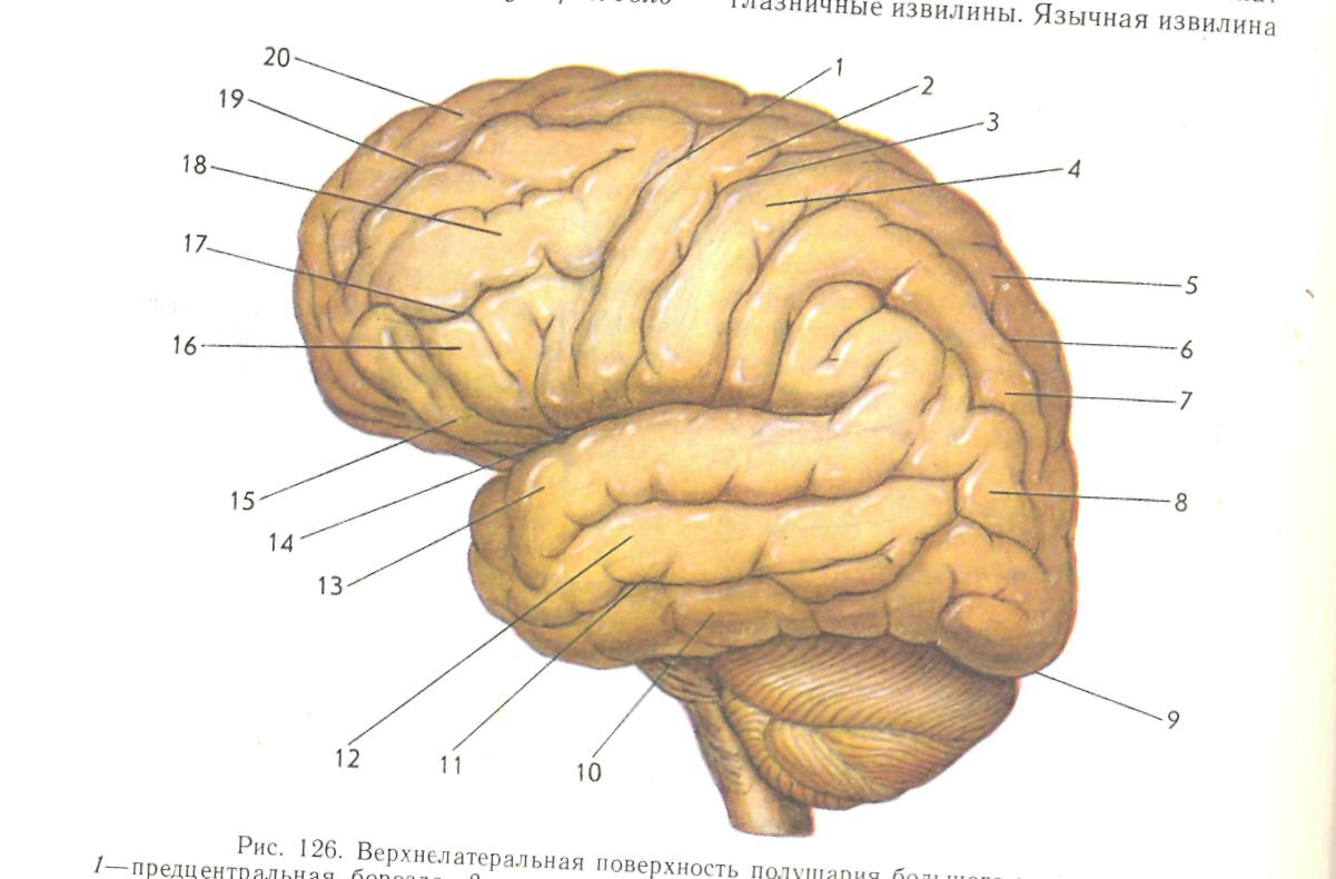 Борозды и извилины мозга человека. Верхнелатеральная поверхность полушария. Центральная борозда полушария большого мозга. Борозды ВЕРХНЕЛАТЕРАЛЬНОЙ поверхности головного мозга.