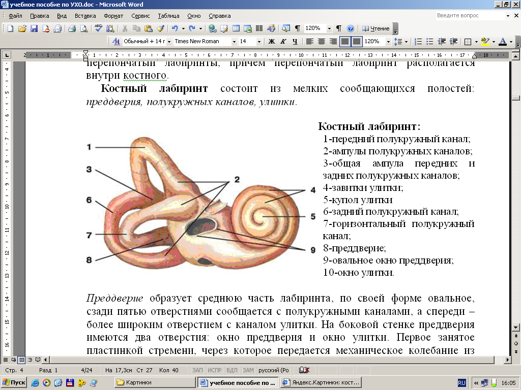 Канал улитки внутреннего уха