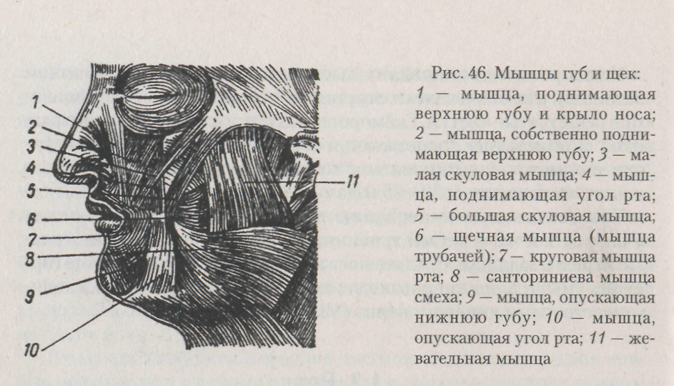 Мышца поднимающая верхнюю губу. Речевые мышцы.