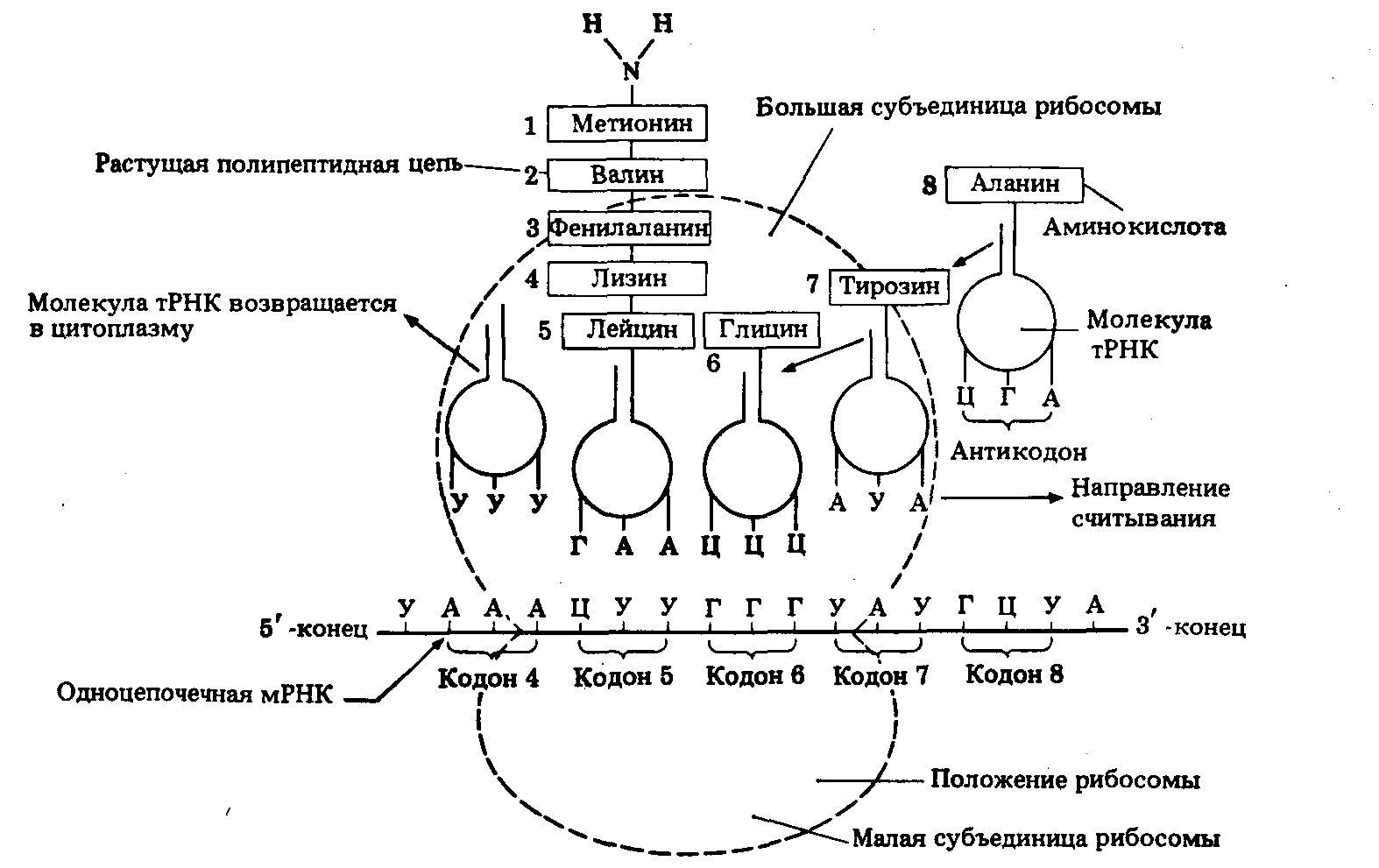 Молекулы участвующие в трансляции. Схема синтеза белка в рибосоме трансляция. Схема трансляции белка биохимия. Процесс трансляции на рибосоме схема. Синтез белка биохимия схема.